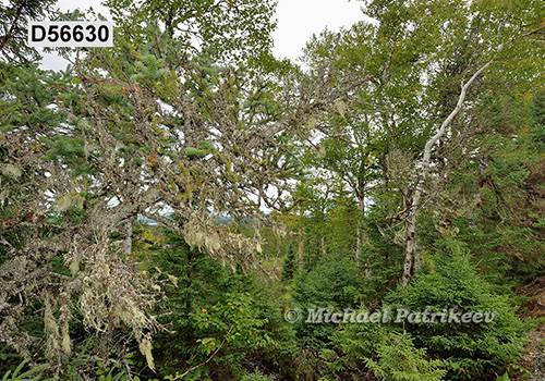 Eastern Canadian boreal forests